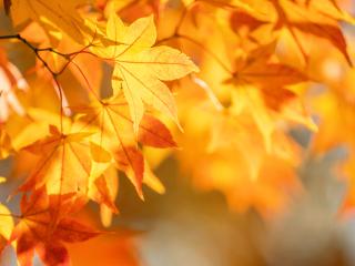 JESIENNY KONKURS NA NAJPIĘKNIEJSZĄ DYNIĘ